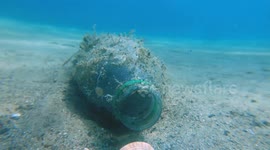 Octopus Makes It Home in a Plastic Bottle