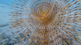 A Flower Beneath The Waves