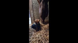 Nothing Stands Between A Horse And His Hay