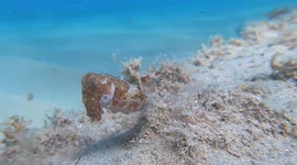 Baby Cuttlefish Swims Along Ocean Floor