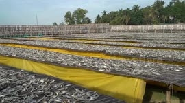 Bangladesh's sea fish trade hub enters fish drying peak season