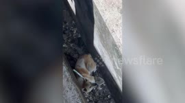 Rescue team winch stray dog stranded on bridge pier in Thailand
