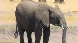 Brave baby elephant charges hippo and chases it from watering hole