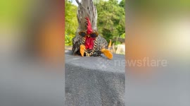 Super-cool Bantam chicken weears gold chain and eyeglasses
