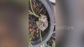 Kind security guard returns chick that fell from its nest
