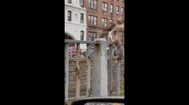 Urban wildlife: juvenile red-tailed hawk feasts on rodent in New York City