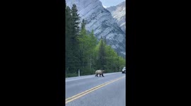 Bear crossing: wildlife right of way in Kananaskis, Alberta
