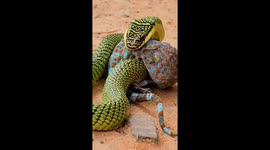 Ingenious gecko bites OWN LEG to outsmart venomous snake