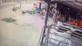 Monitor lizard skitters into woman's garage in Thailand