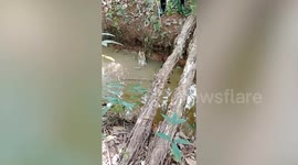 Brave villager catches huge crocodile lurking in ditch