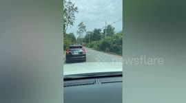Wild elephant walks next to cars in Thai national park