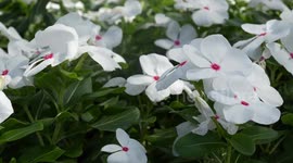 Nature lovers revel in colourful flora during vibrant flower fair in Thailand