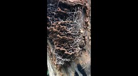The giant ant nest was built on a tree by a colony of ants with a strange structure