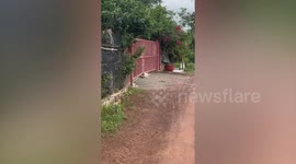 Pet Beagle crawls through narrow space under gate to enter home