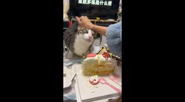 Watch mischievous cat's hilarious attempt to snatch cake