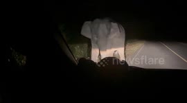 Elephants surround car on quiet road at night