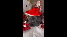 French Bulldog and 3 month old babysleeping together in Santa and elf outfit