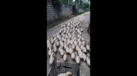 A man controls a flock of thousands of ducks moving on the road