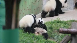 Another Growth! The captive population of giant pandas here has reached 49