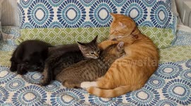Male Cat Lets Foster Kittens Suckle