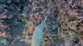 Young Cuttlefish Hunts For Dinner