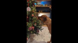 Naughty Ridgeback Told Santa Isn't Coming