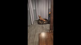 Dog Looks Like He's Doing Yoga