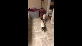 Boxer Pup Is a Bit Pushy For Playtime