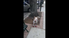 Dog Loves Climbing Oak Trees