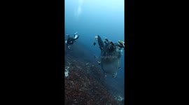 Mola-Mola Gets Cleaned By Fish