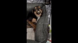 Young Disabled Chihuahua Has So Much To Say