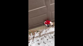 Chihuahua Takes His Snow Boots For a Test Run