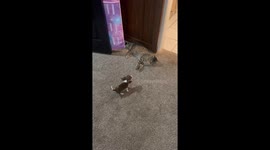 Beagle Puppy Tries to Play With Cat
