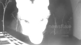 Fox Runs Off With Cameras