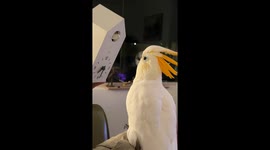 Topaz The Cockatoo Meets His Match