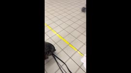 High Speed Chase With Ciro The Bulldog
