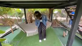 Embarrassed woman flips over hammock on banana farm tour