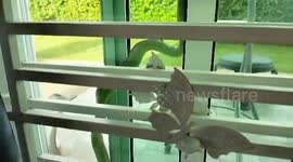 Tree snake tries to crawl inside family's house through window