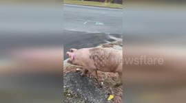 Police catch runaway pig escaped from farm in New Jersey