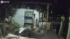 Gruesome moment python kills pet goose at local's home in Thailand