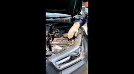 Fireman deftly catches killer python writhing in car engine