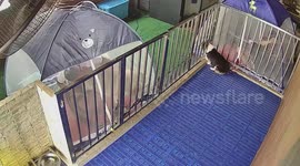 Siberian Husky makes daring escape bid from tent while being groomed