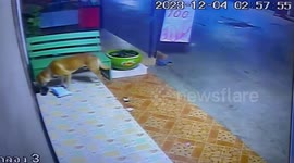 Stray dog caught on CCTV stealing parcel from outside shop