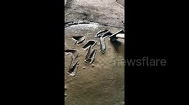 Meet the 54-year-old worker who crafts exquisite calligraphy on cement floor with construction tools