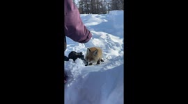 Hilarious reaction of thief wild fox as it finds woman looking for her stolen gloves in den in China