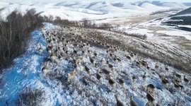 Spectacular drone footage captures migrating herd of yellow sheep galloping across snow-covered grassland