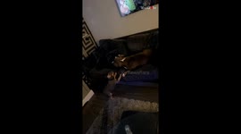 Cute dogs have a playfully perfect time together *Wholesome Dog video*