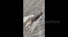 Heroic rescue: woman saves rat from drowning in flood waters