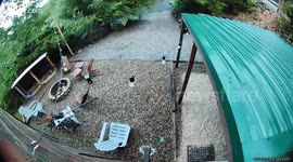 Bear family stroll: mother and cub wander through Sevierville cabin property