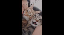 Face to face with two cats to enhance their relationship. One cat chose to pretend to be dead, while the other cat kept meowing.